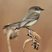 Eastern Phoebe